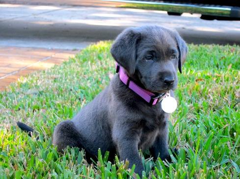 Silverwaterlabs dogs and or puppies