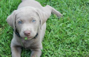 Silverwaterlabs dogs and or puppies