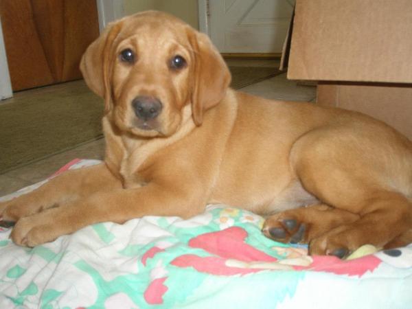 Silverwater labs Fox Red Labrador Blaze