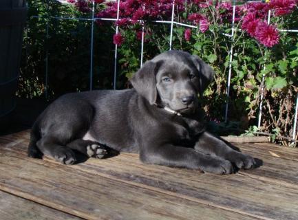 Silverwaterlabs dogs and or puppies