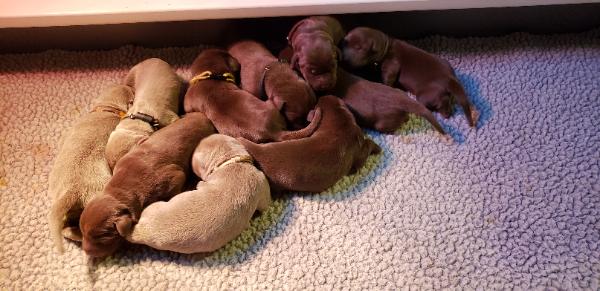 Mylees pups