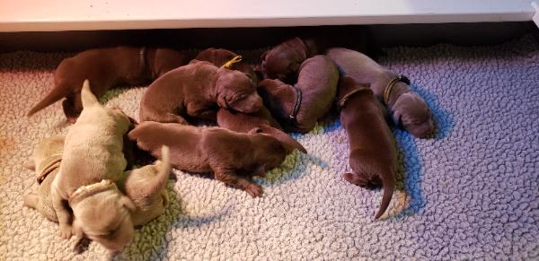 Mylees pups