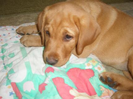 Blaze Fox Red Labrador
