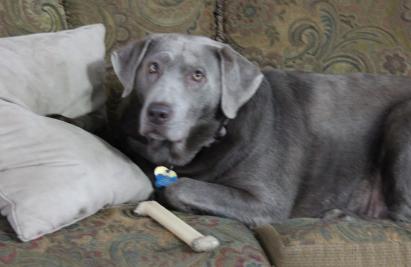 Silverwaterlabs Silver Labrador Harley