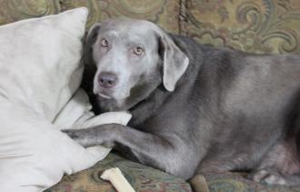 Silverwaterlabs Silver Labrador Harley