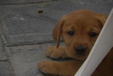 Silverwaterlabs Fox red Labrador Ruby