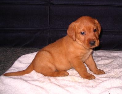 Silverwaterlabs fox red Labrador Ruby