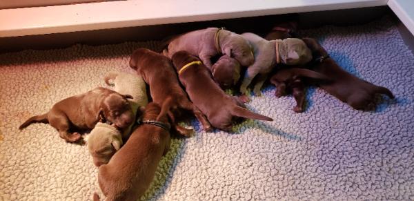 Mylees pups
