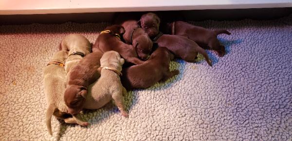 Mylees pups