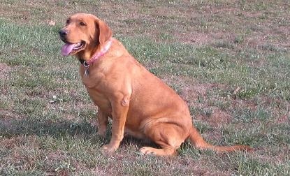 Blazes Momma Gibson's Beauty Queen