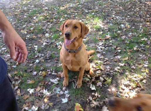 Silverwater labs Fox Red Labrador Blaze Silverwater labs Fox Red Labrador Blaze