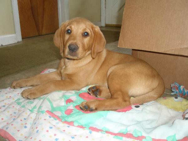 Silverwater labs Fox Red Labrador Blaze