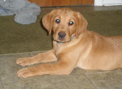 Silverwaterlabs Blazen Flame Fox Red Labrador