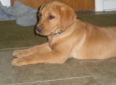 Silverwater labs Fox Red Labrador Blaze