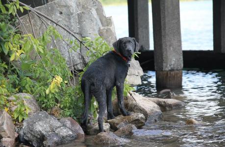 Silverwaterlabs dogs and or puppies