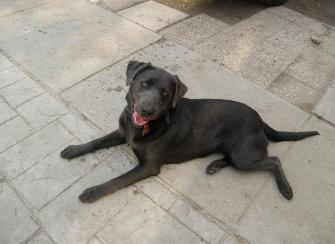 Charcoal Labrador