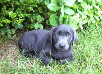 Charcoal Puppy