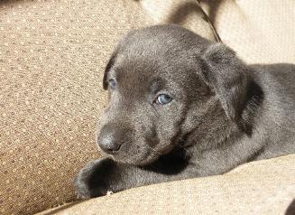 Charcoal Puppy