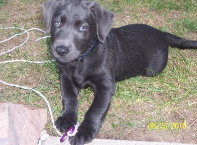 Charcoal Puppy