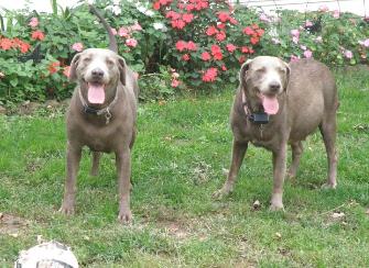 Silverwaterlabs Silver Labradors 