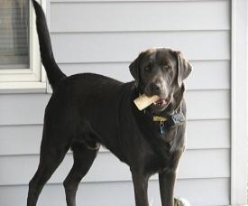 Charcoal Labrador Gunner