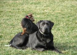 Charcoal Labrador Gunner
