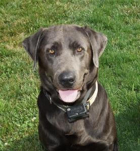 Charcoal Labrador Gunner
