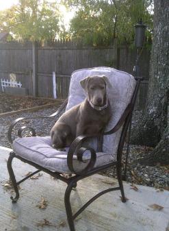 Silver Labrador