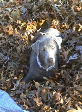 Silver Labrador