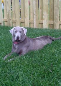 Silver Labrador