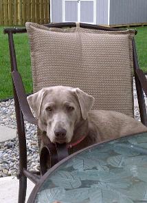 Silver Labrador