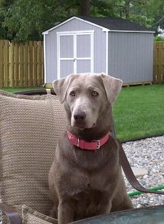 Silver Labrador