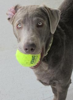 Silver Labrador