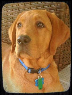 Our Girls and there Silver, Charcoal & Fox Red Labrador puppy pictures
