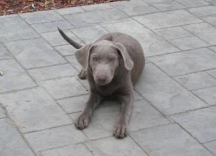 Silverwaterlabs Silver Labrador Riley
