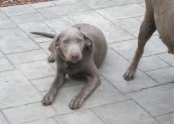 Silverwaterlabs Silver Labrador Riley Silverwaterlabs Silver Labrador Riley