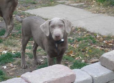 Silverwaterlabs Silver Labrador Riley Silverwaterlabs Silver Labrador Riley