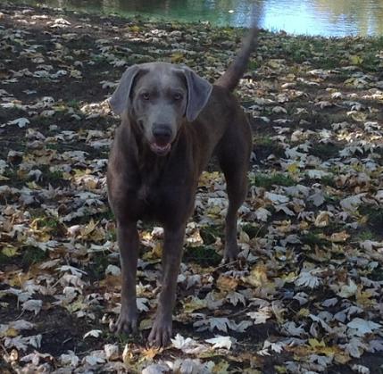 Silverwaterlabs Riley