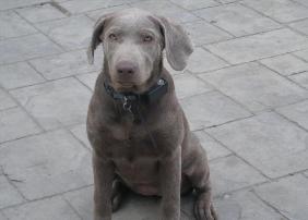 Silverwaterlabs Silver Labrador Riley Silverwaterlabs Silver Labrador Riley