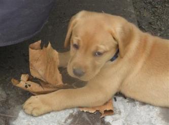 Silverwaterlabs Fox red Labrador Ruby