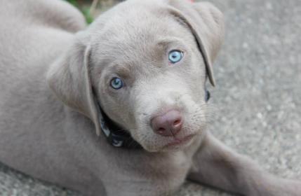 Silver lab retriever puppies for sale cheap
