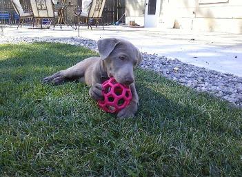 Silver Labrador