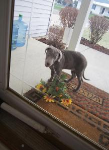 Silver Labrador