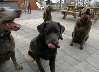 Silverwaterlabs Charcoal and Silver Labradors